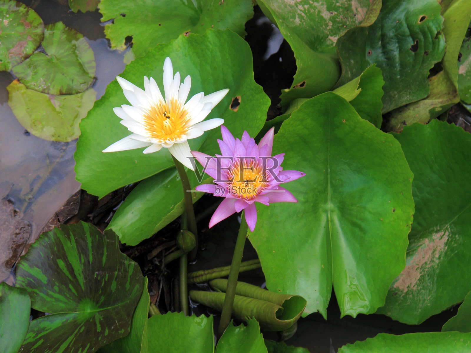 合上美丽的荷花、睡莲花照片摄影图片