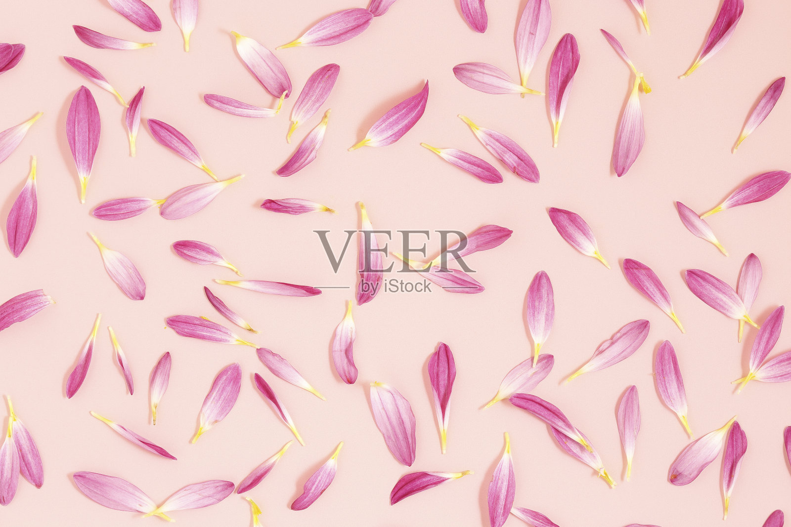 花瓣粉红色照片摄影图片