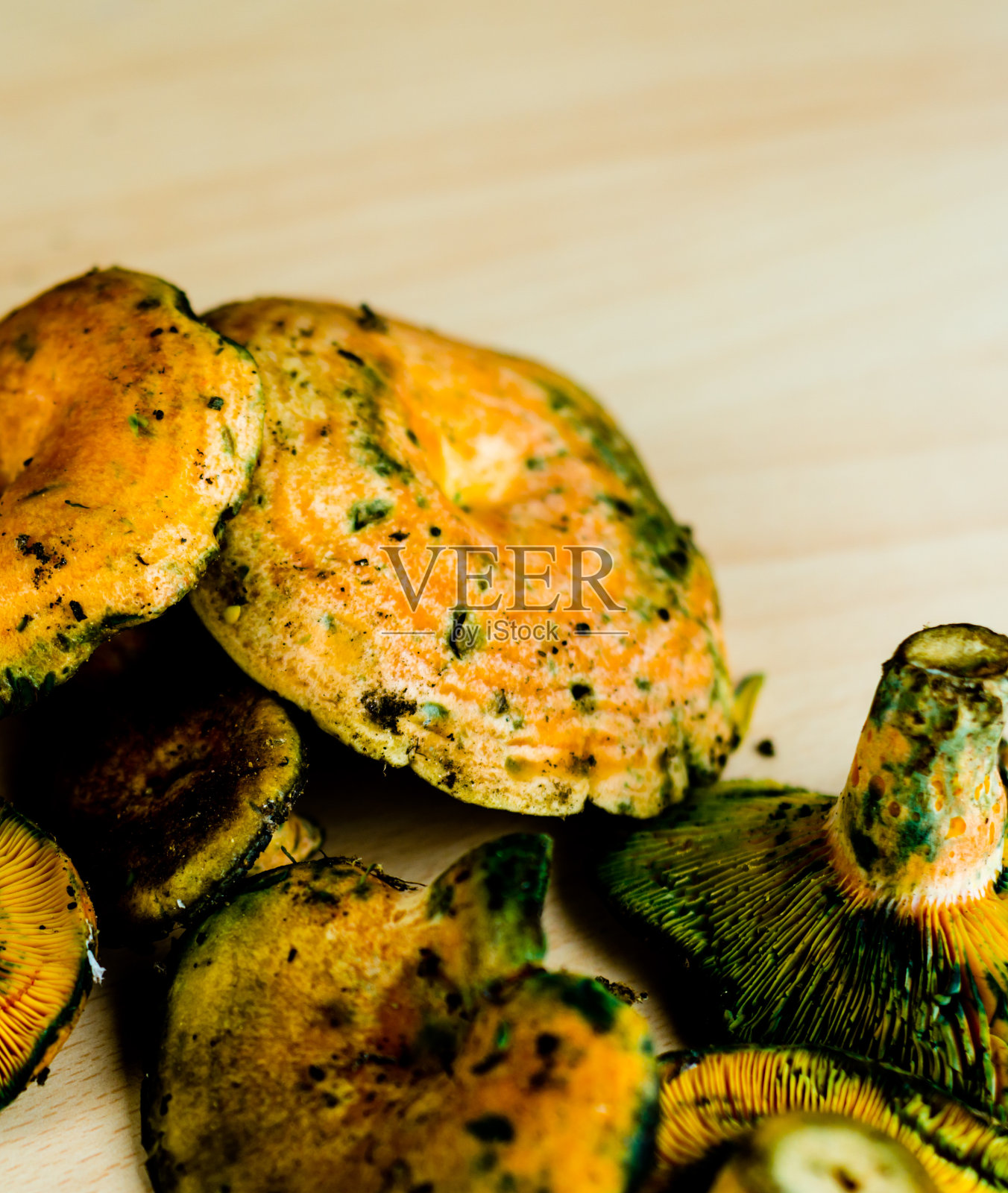 血乳帽菇，产于欧洲南部的一种著名的蘑菇照片摄影图片