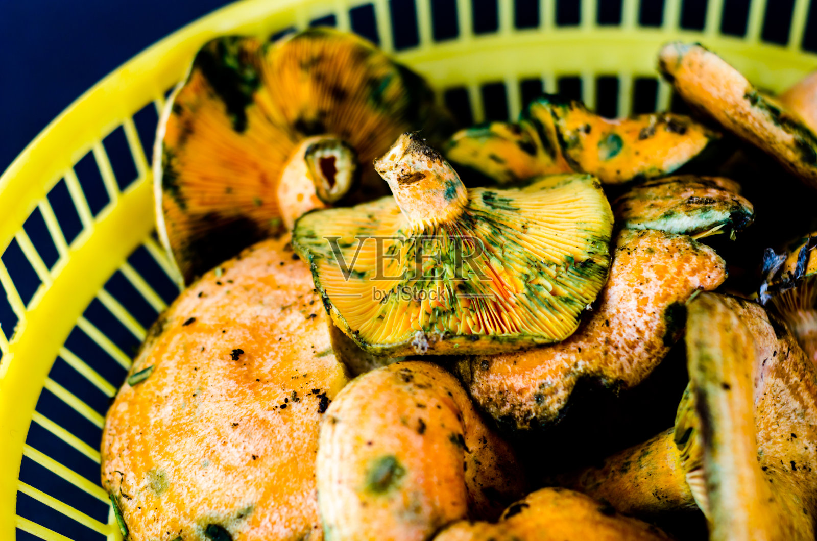 血乳帽蘑菇，一种来自欧洲南部的著名蘑菇，照片摄影图片