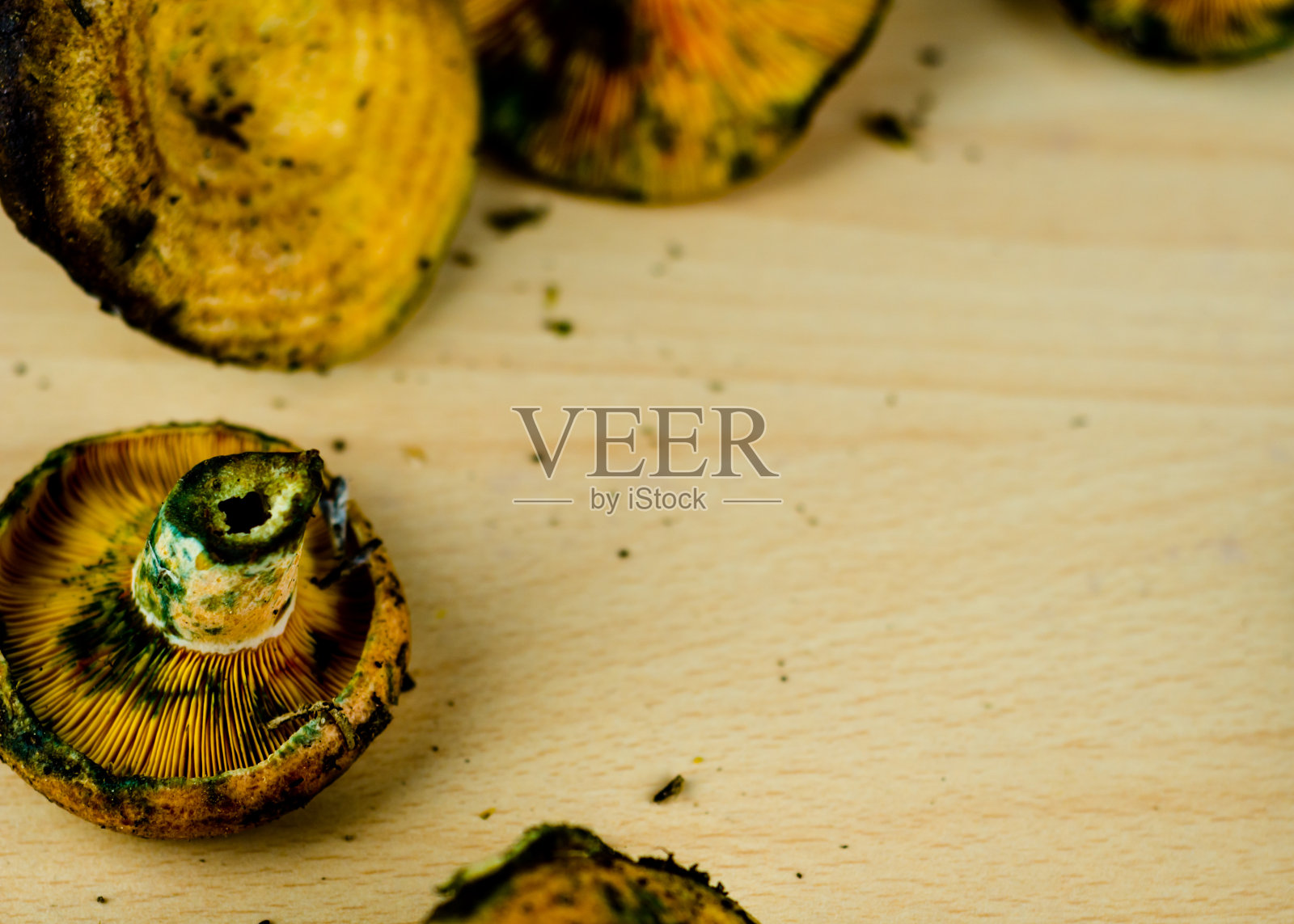 血乳帽菇，产于欧洲南部的一种著名的蘑菇照片摄影图片