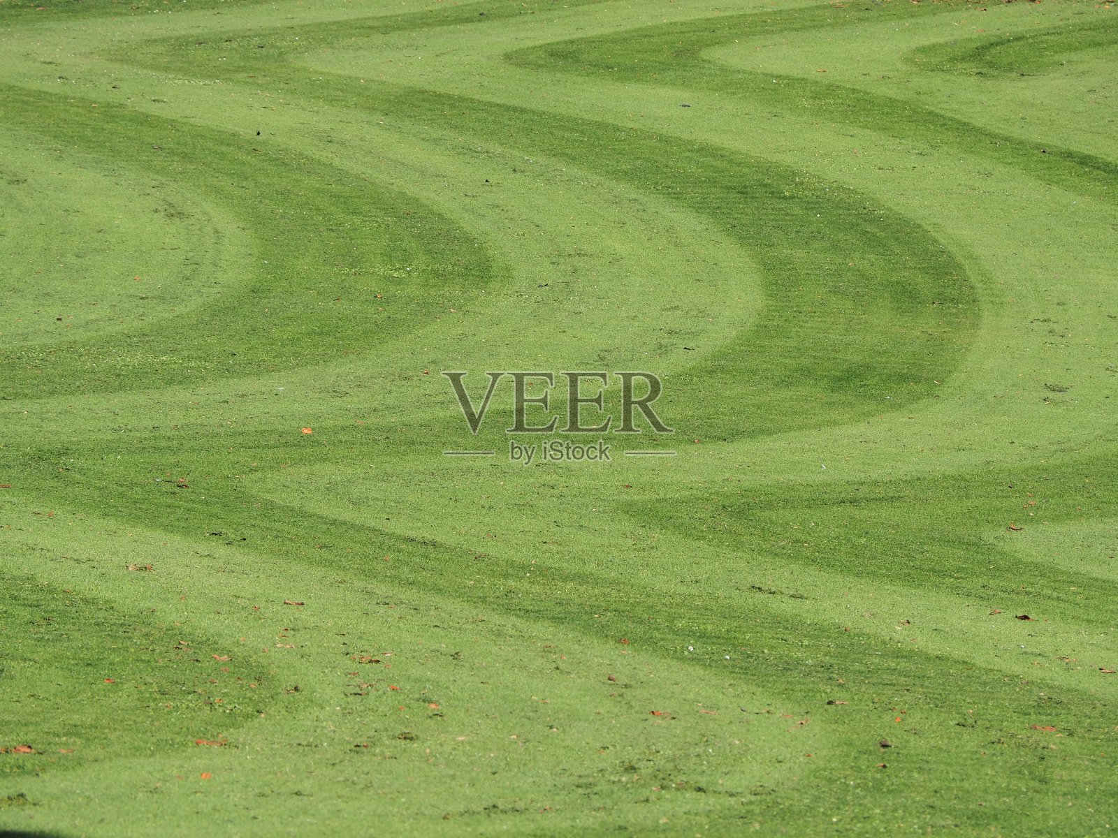 带波浪线修剪草坪的公园景色照片摄影图片