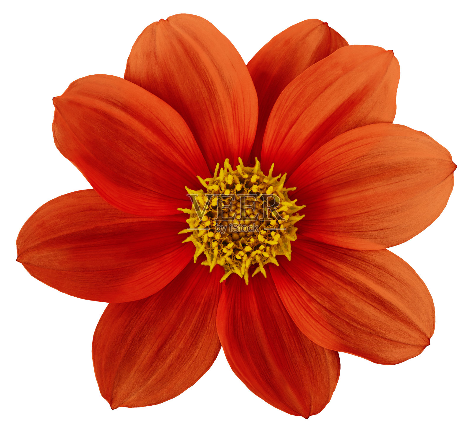 在白色背景上孤立的红黄色花大丽花。为设计。特写镜头。大自然。照片摄影图片