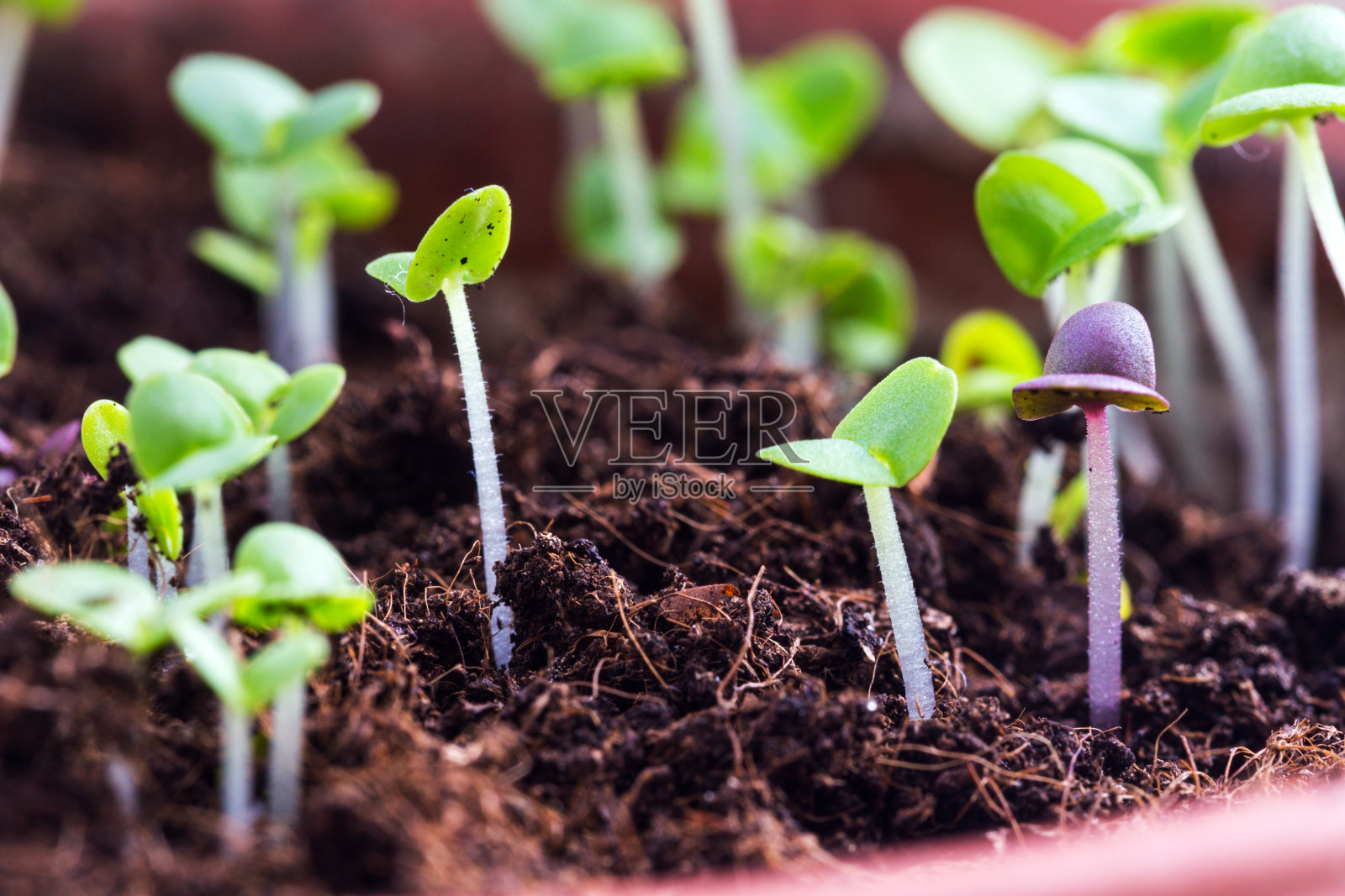 罗勒芽已经在地里发芽了照片摄影图片
