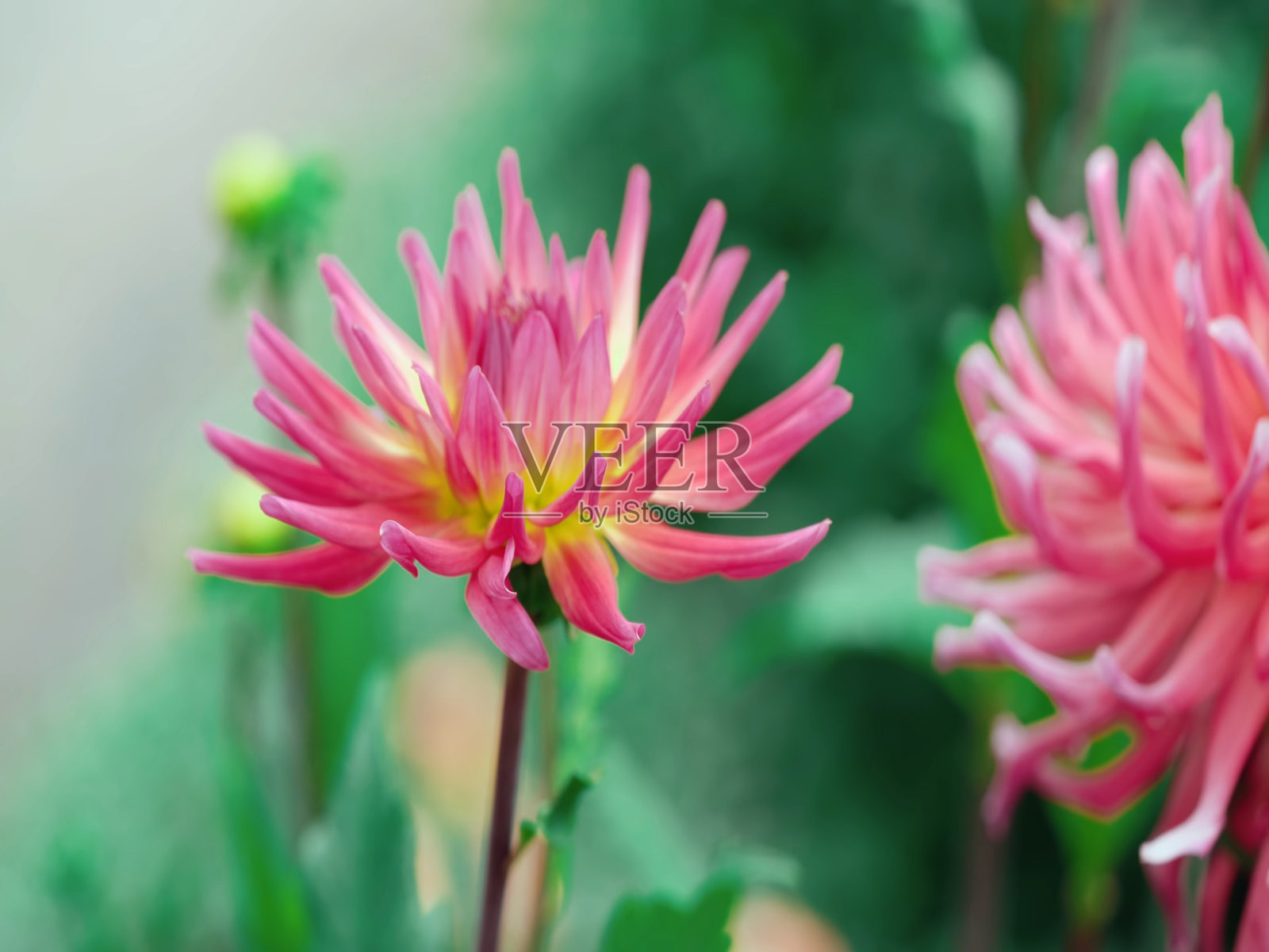 池塘里粉红色的荷花。美丽的花朵照片摄影图片