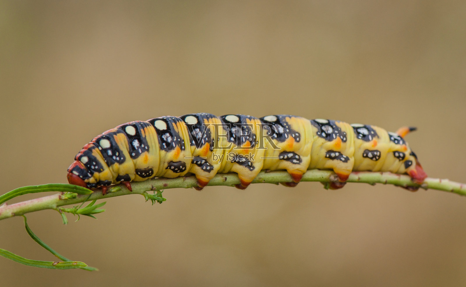 毛毛虫照片摄影图片