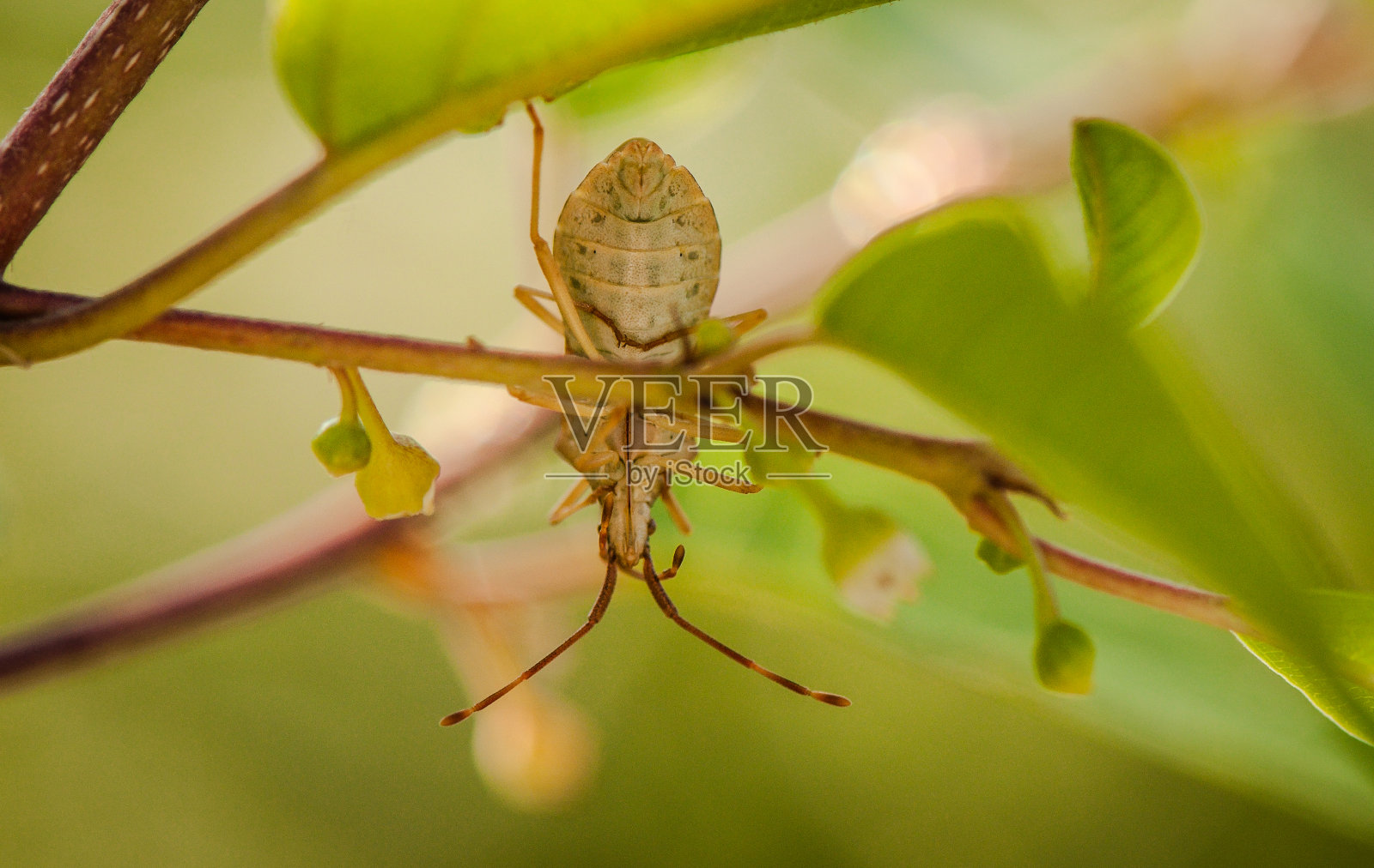 甲虫照片摄影图片