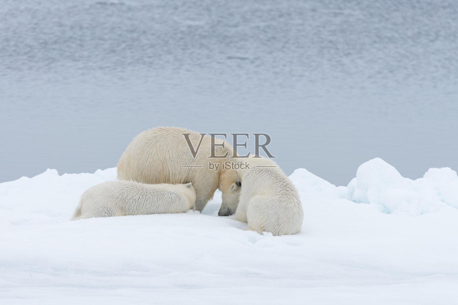 北极熊妈妈和双胞胎幼崽在浮冰上，北极圈挪威斯瓦尔巴特群岛北部照片摄影图片
