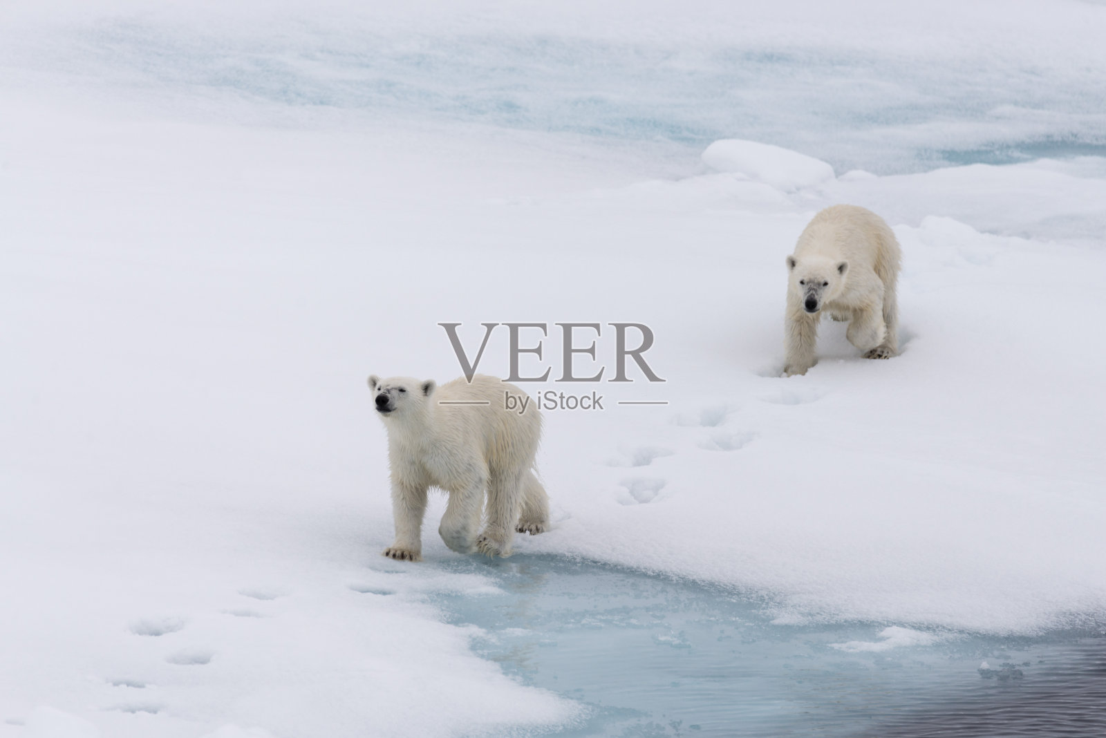 北极熊妈妈和幼崽在浮冰上，北极圈挪威斯瓦尔巴特群岛北部照片摄影图片