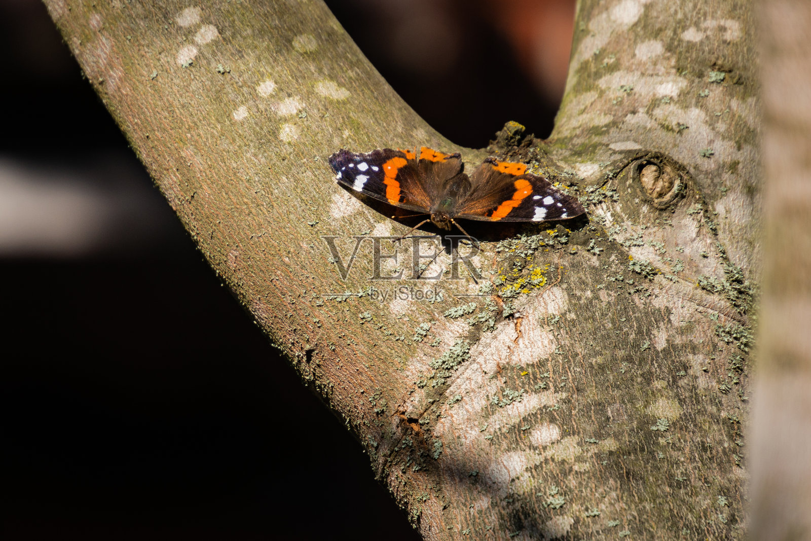 在一个阳光明媚的日子里，红上将蝶瓦内萨·亚特兰大坐在一棵灰色的枫树上，展开翅膀，看着镜头。深棕色和灰色背景。照片摄影图片