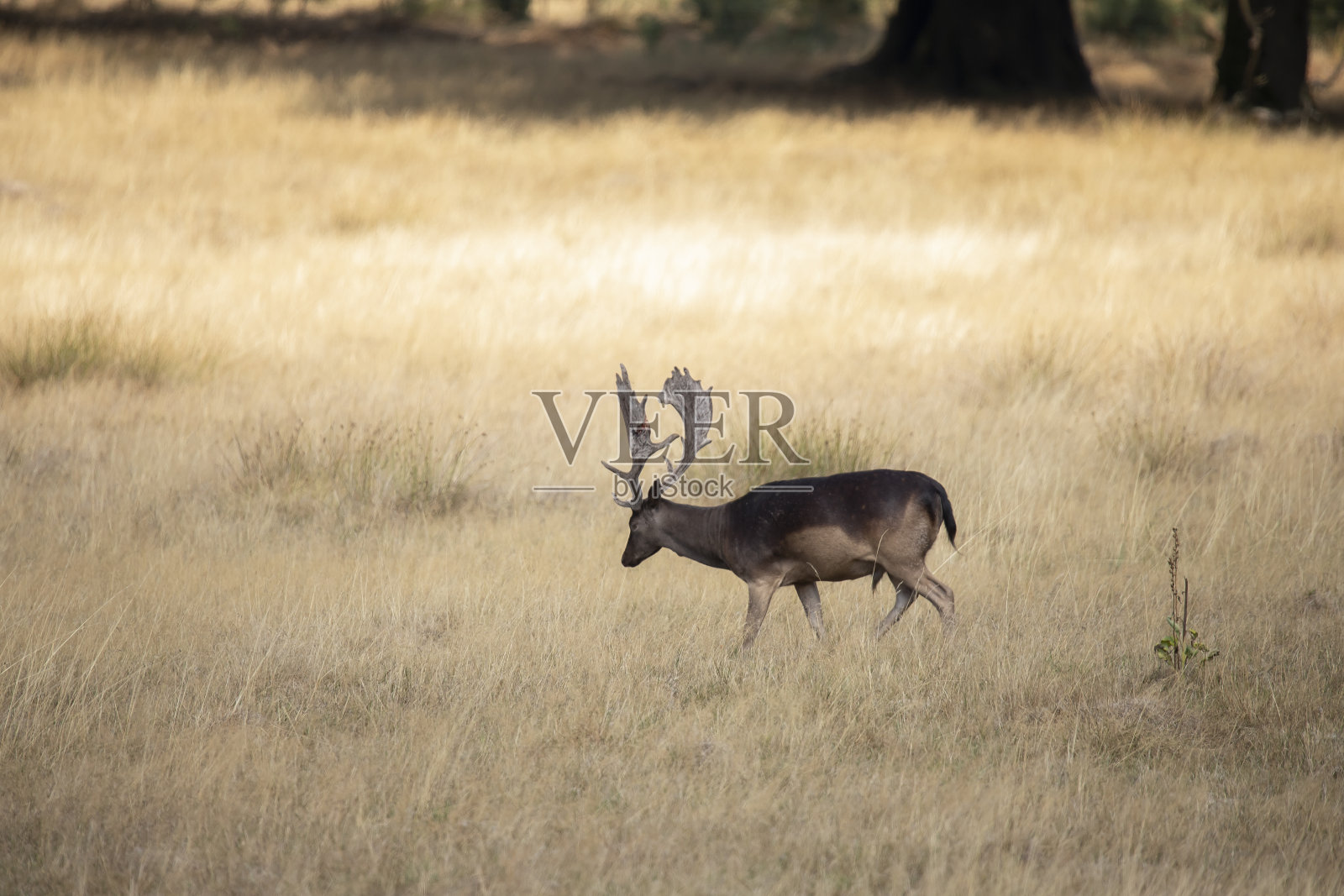 法洛鹿， 夫人照片摄影图片
