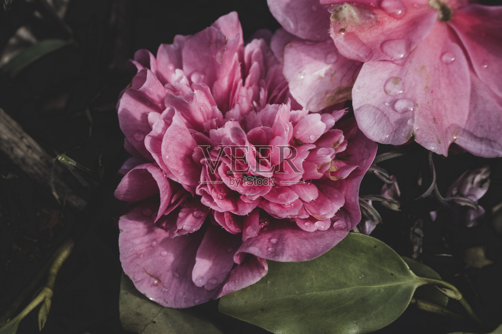 一个充满活力的粉红色的水滴玫瑰照片摄影图片