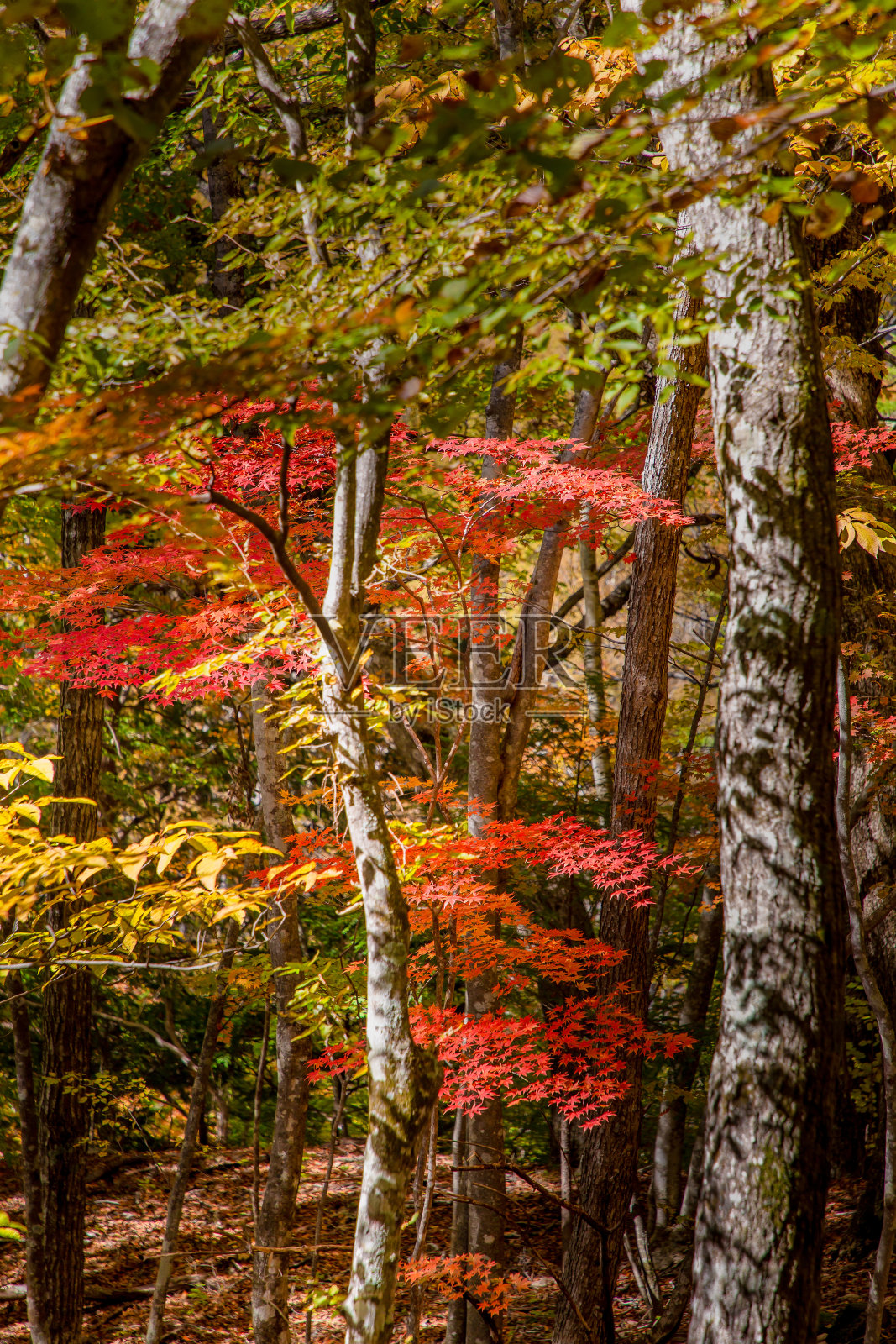 灿烂的秋叶树照片摄影图片