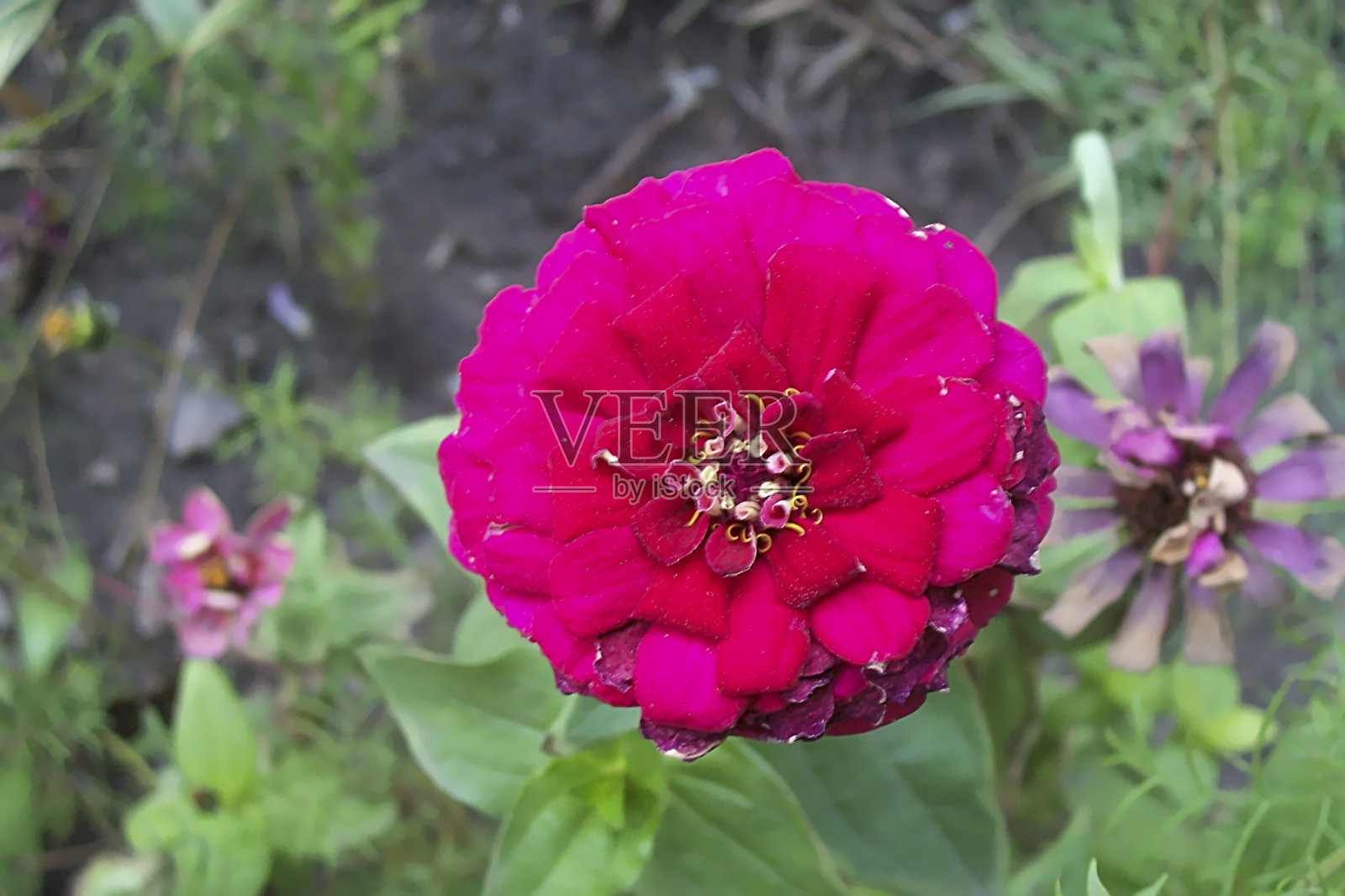 紫色的花照片摄影图片