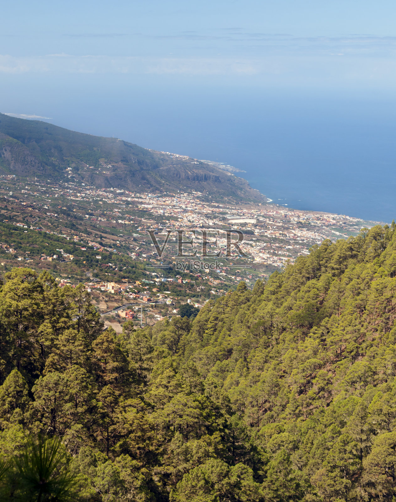 特内里费岛的松树和山脉照片摄影图片