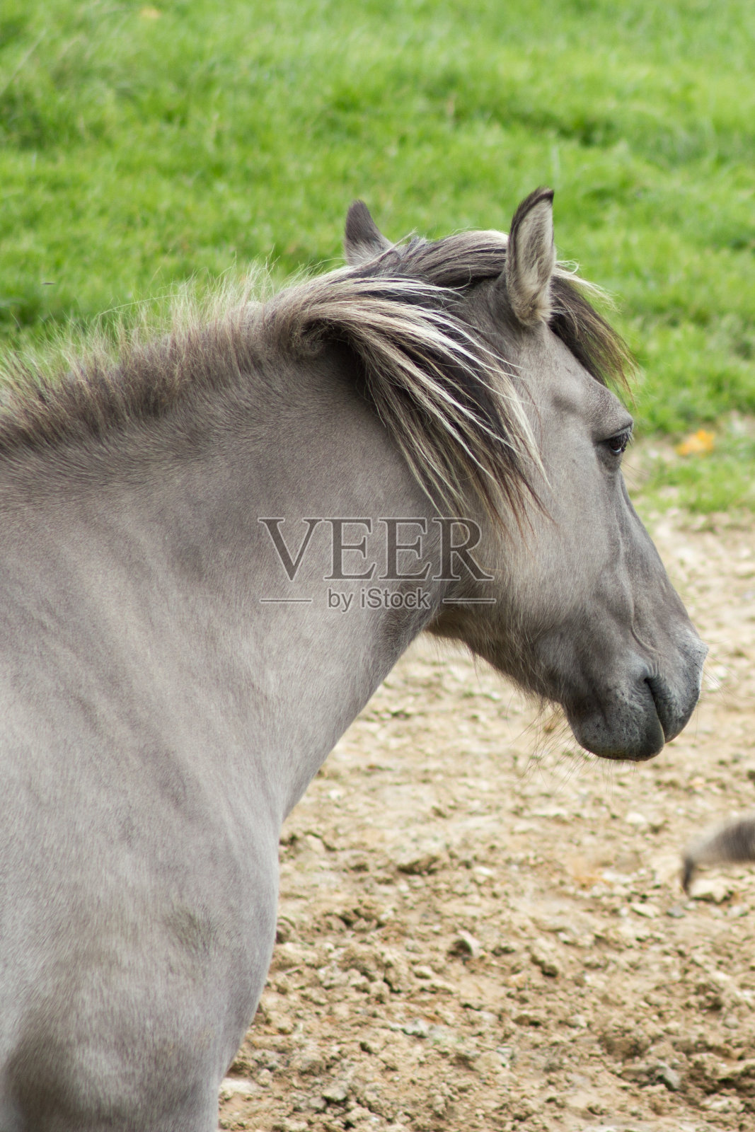 Tarpan马照片摄影图片