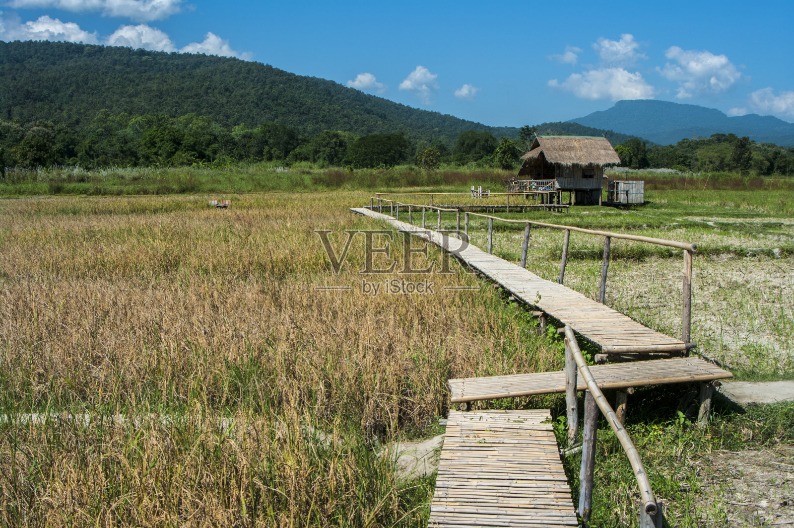风景摄影:亚洲的稻田景观和农民的生活方式照片摄影图片
