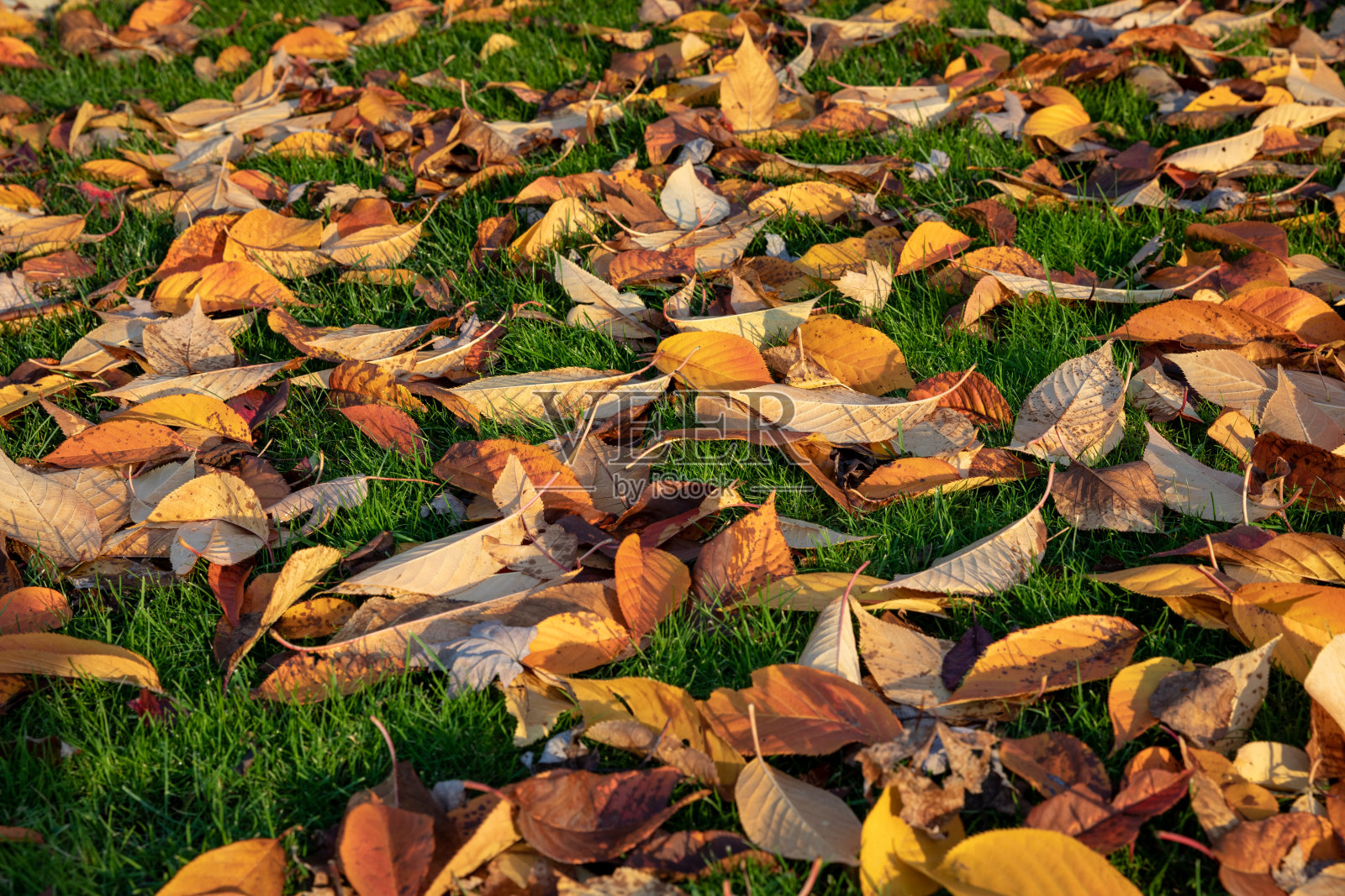 地上五颜六色的干枯落叶照片摄影图片