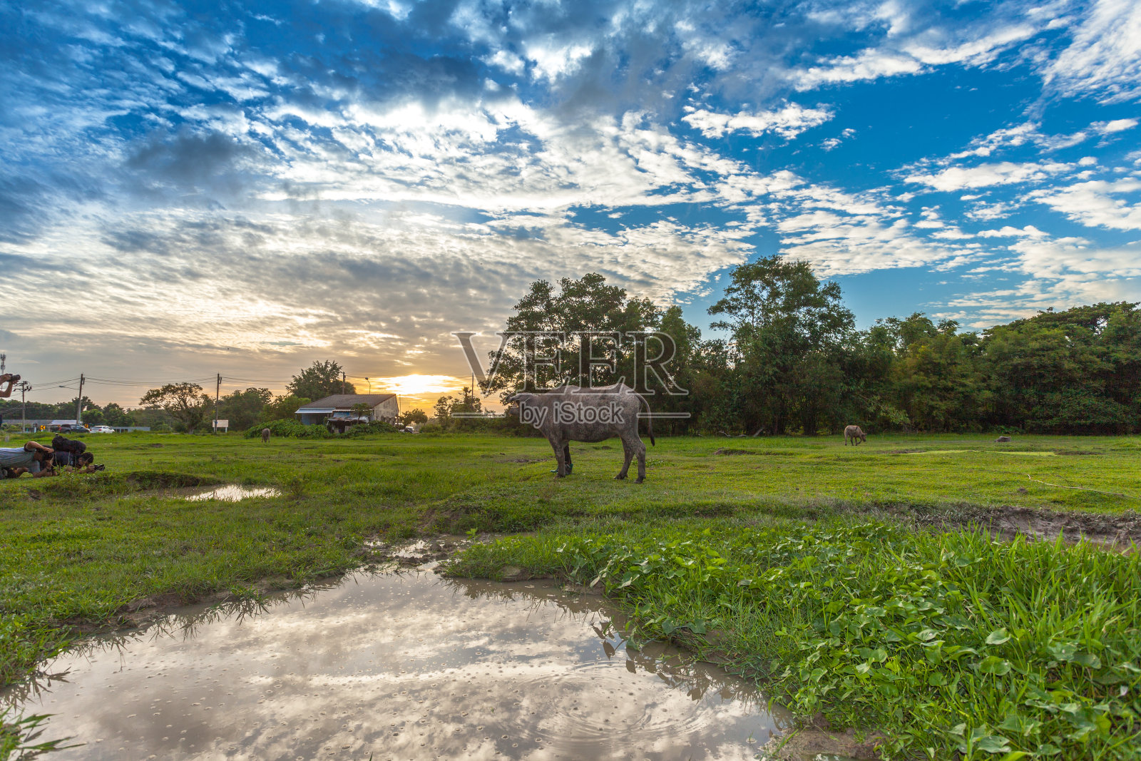 日落时分，水牛和农夫在绿色的田野里照片摄影图片