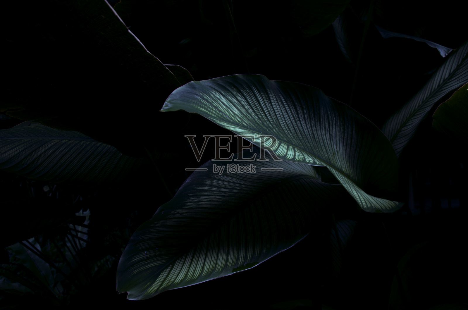 美丽的绿叶，在植物园的清迈，泰国。ภาษาของคำสำคัญ:英语照片摄影图片