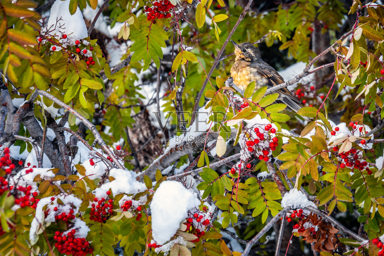 班夫国家公园照片摄影图片
