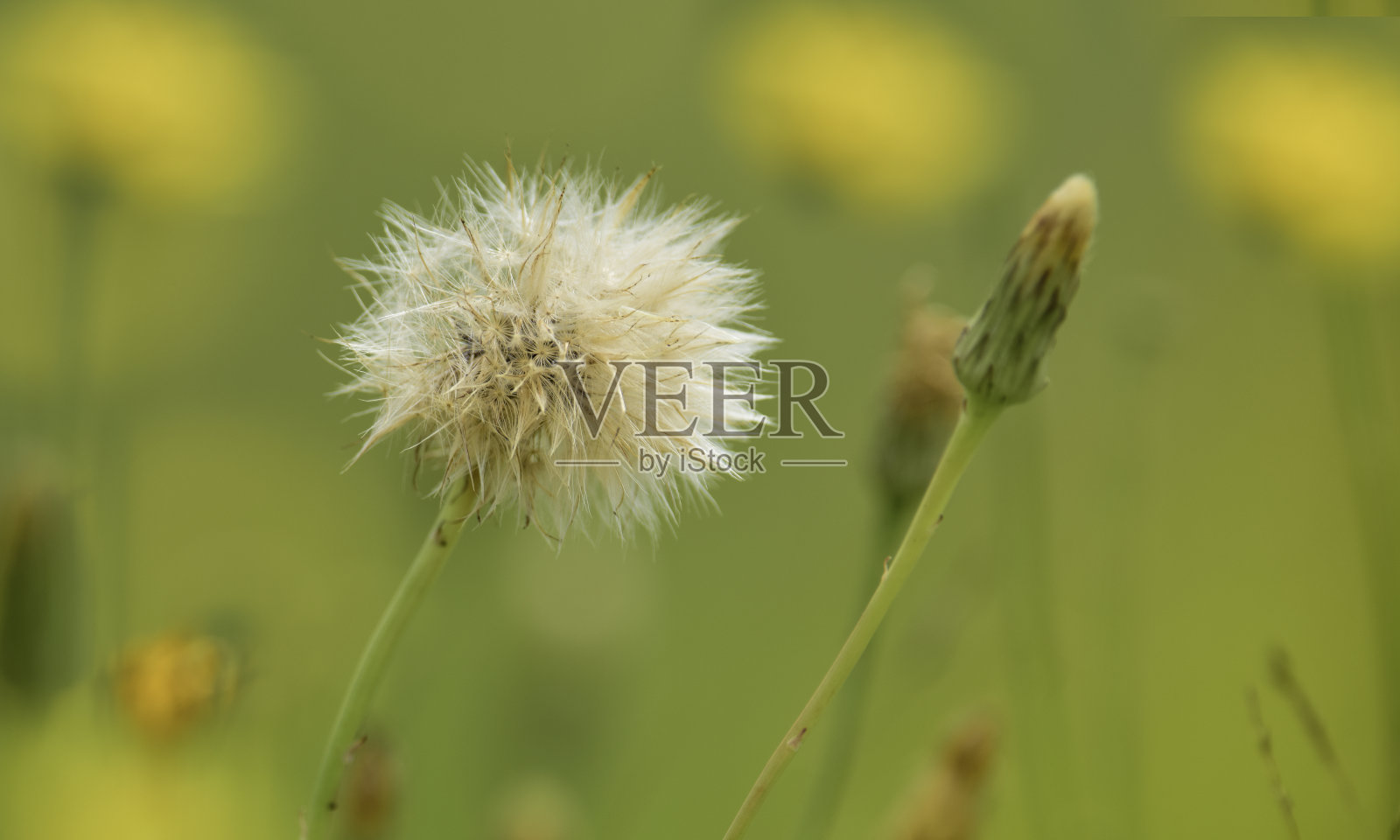 向日葵景观，阿根廷拉潘帕照片摄影图片