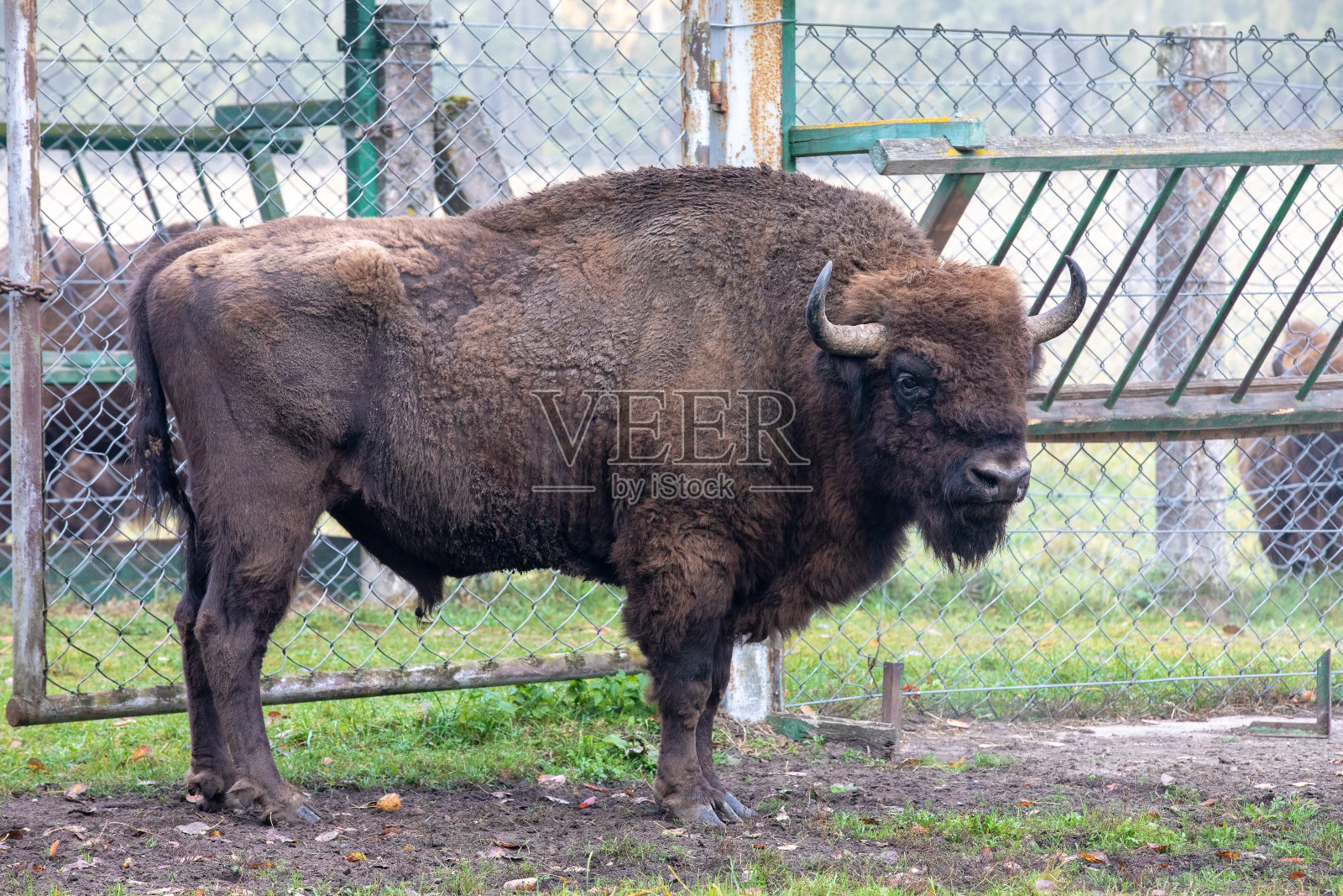 立陶宛森林保护区围场中的欧洲野牛照片摄影图片