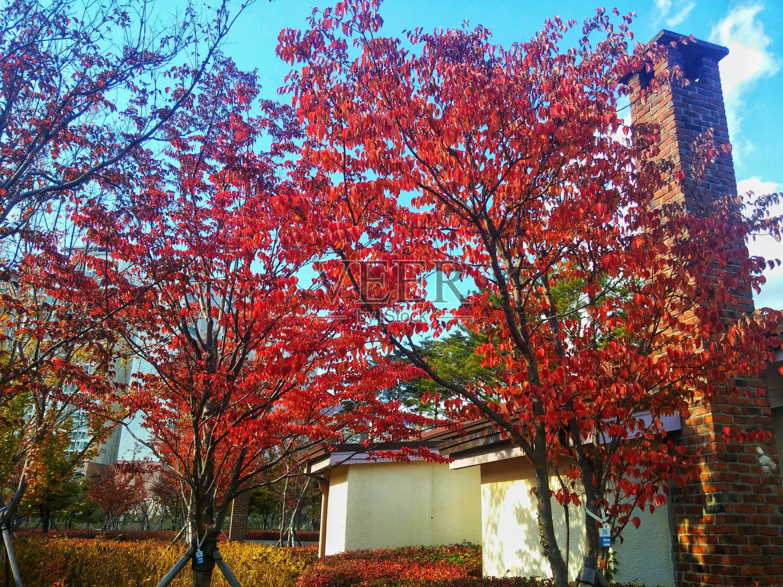 红叶VH544照片摄影图片