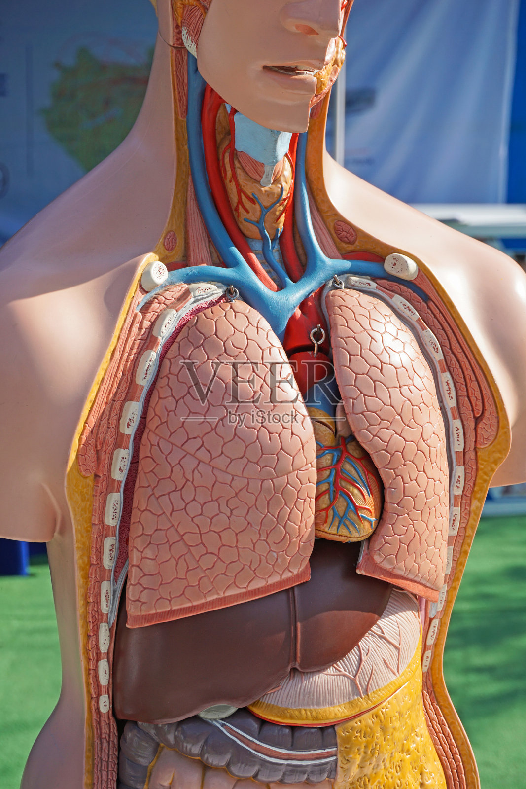 人体的解剖模型照片摄影图片