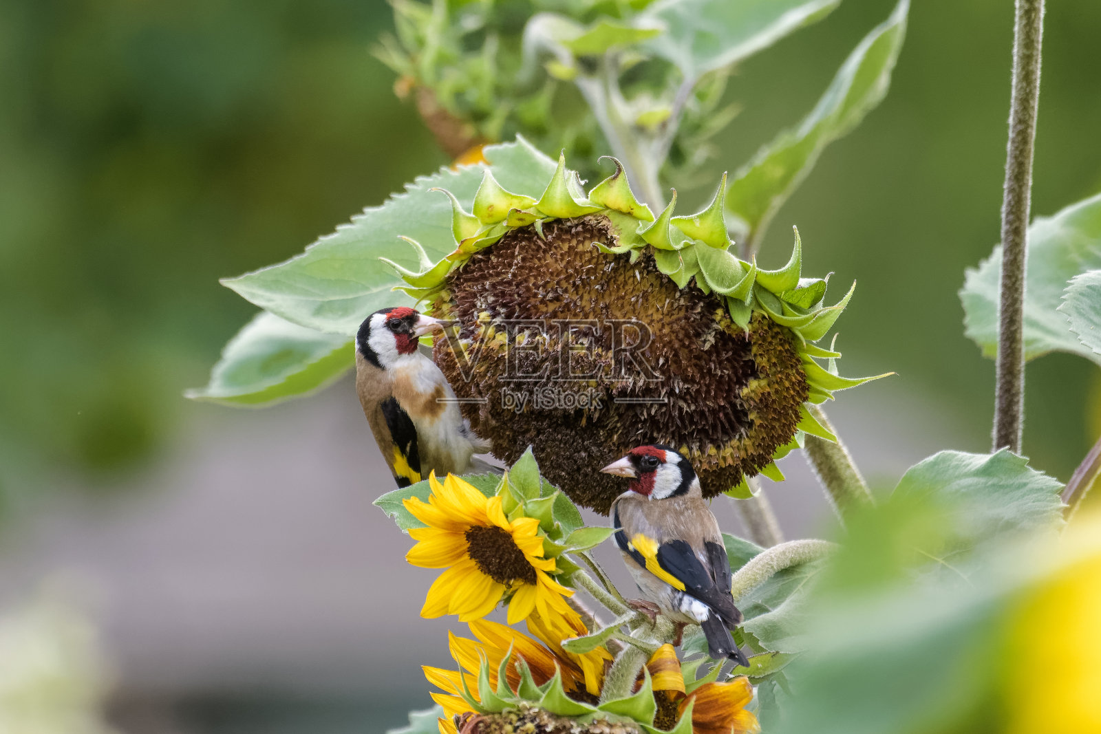 金翅雀照片摄影图片