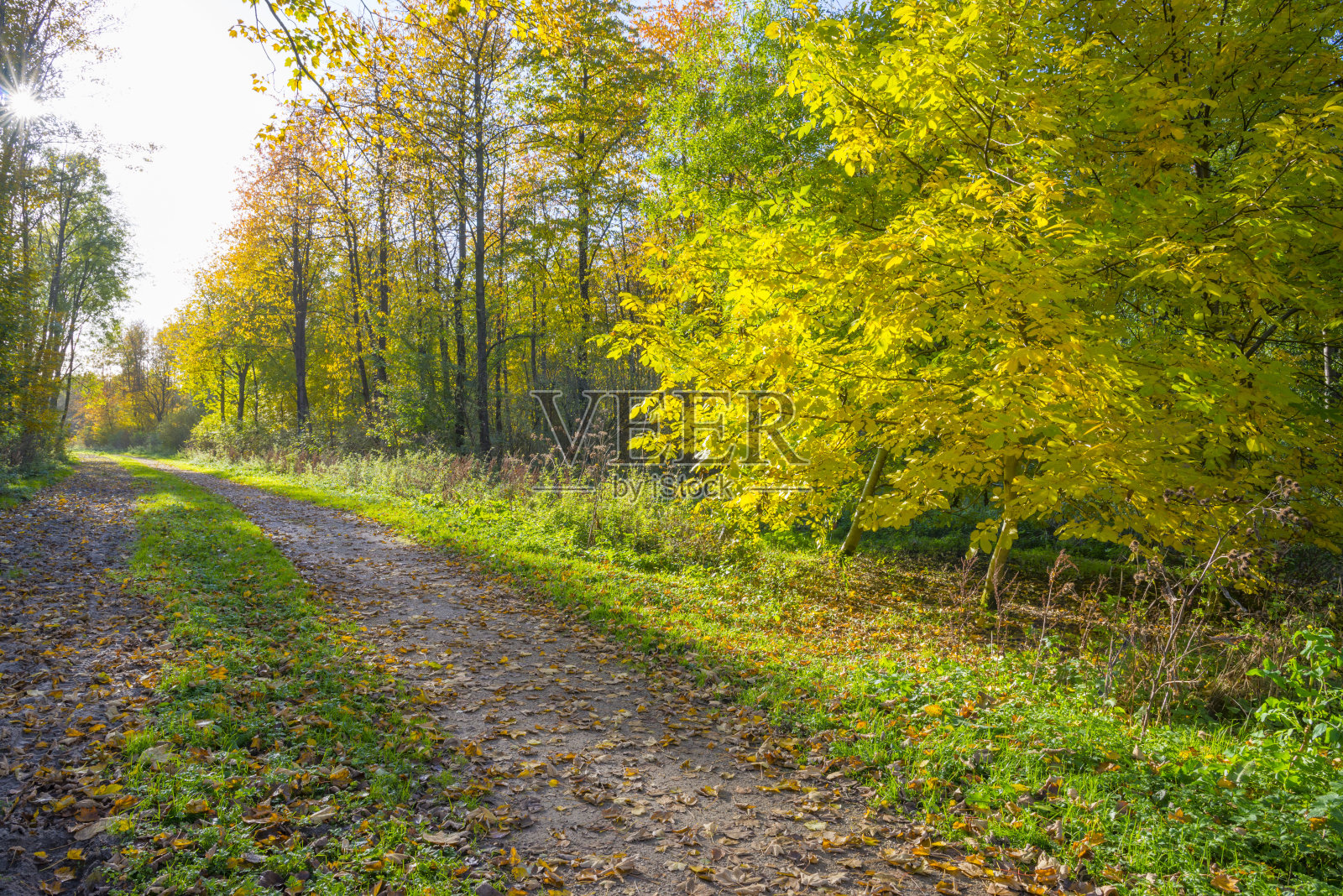 秋天的树叶在阳光下变得五颜六色照片摄影图片