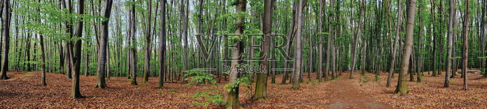 郁郁葱葱的绿色公园照片摄影图片