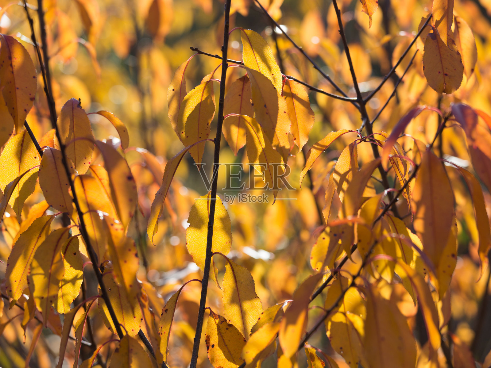 秋天的树叶在树上照片摄影图片