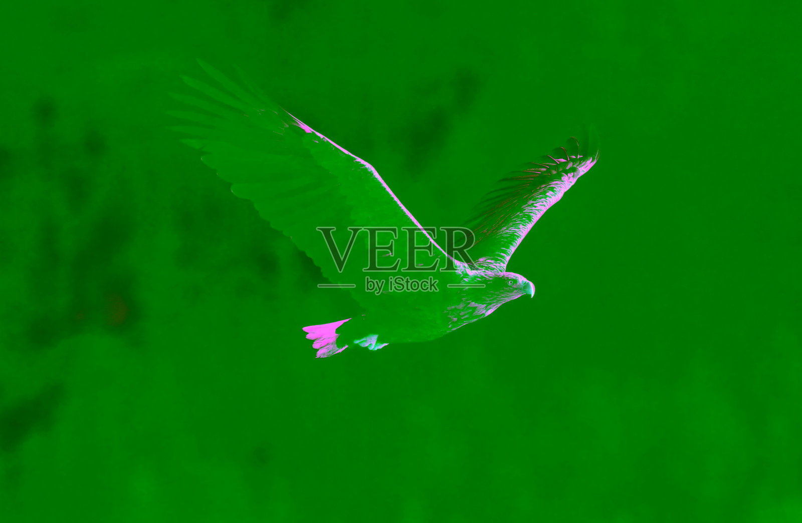 飞行中的白尾鹰。照片摄影图片