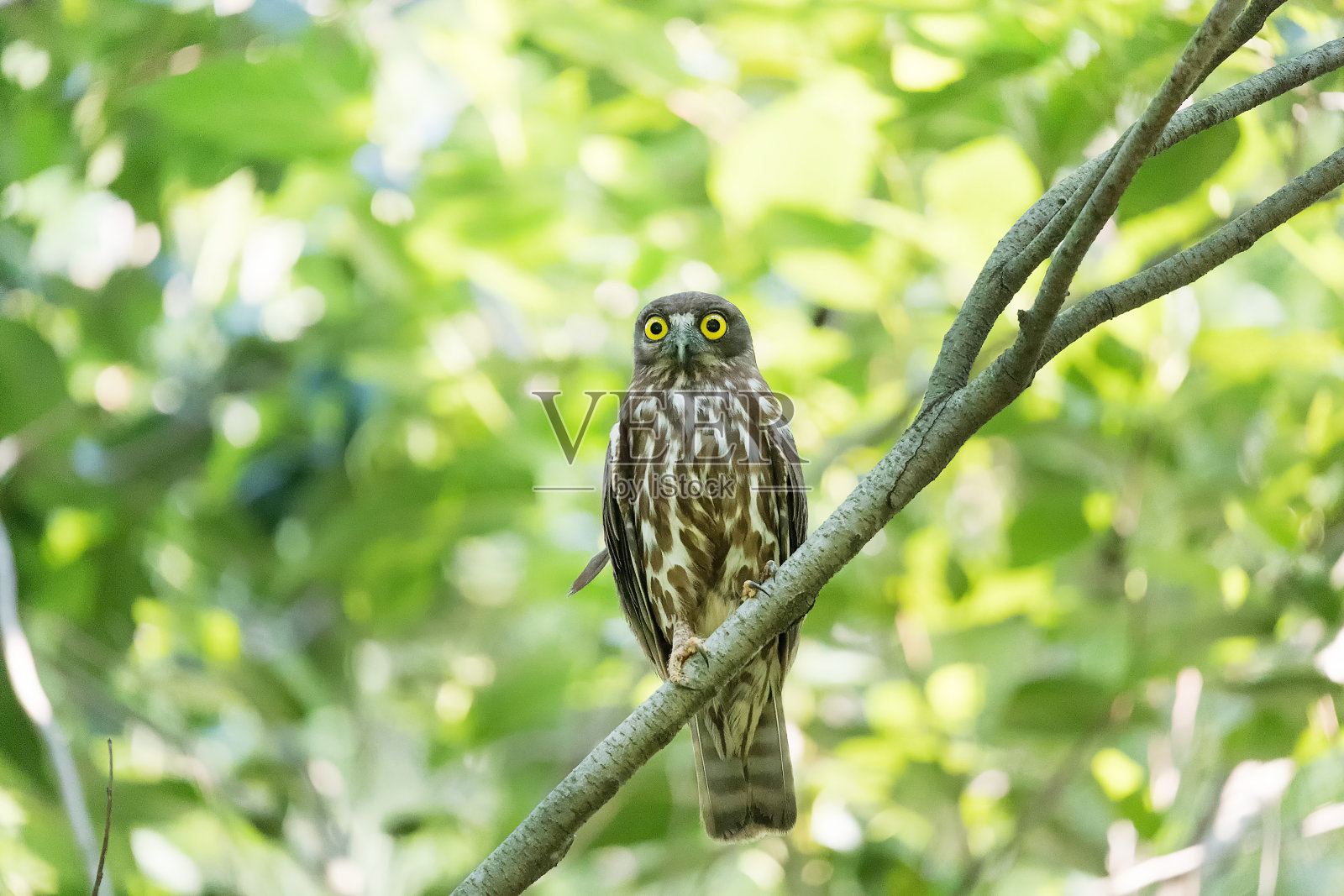 牛鞭 VD717照片摄影图片