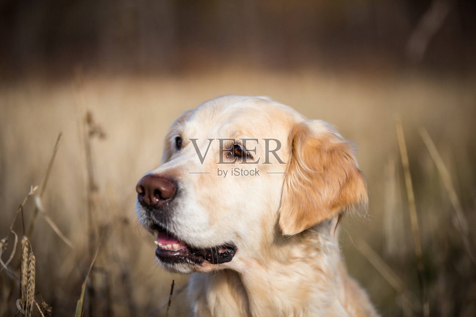 侧面肖像米色狗品种金毛猎犬坐在枯萎的麦田在秋天照片摄影图片