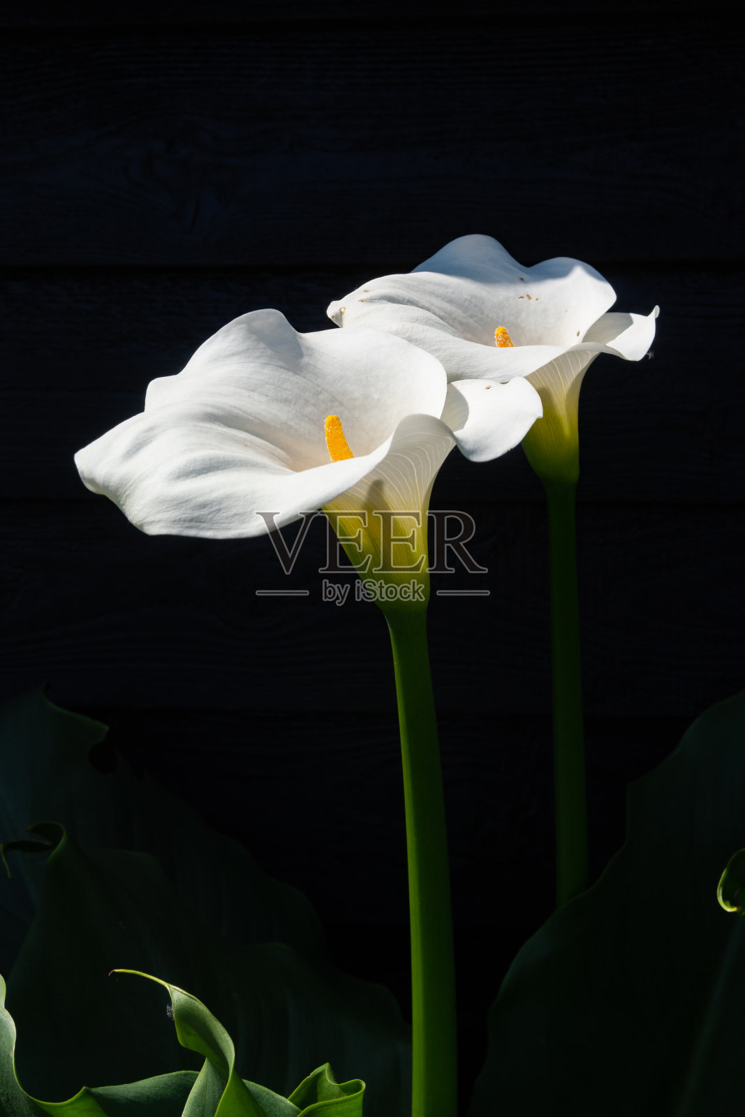 白色马蹄莲植物与花在黑色的背景，深色的重点概念照片摄影图片