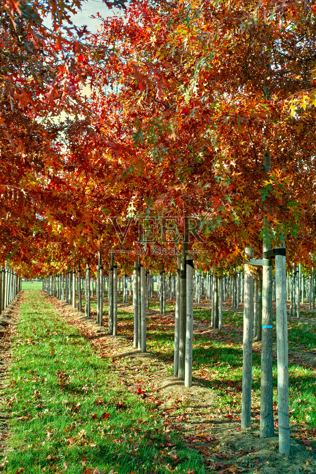 花园和公园树苗圃专门在中型到非常大的树，白色的美国橡树种植园照片摄影图片