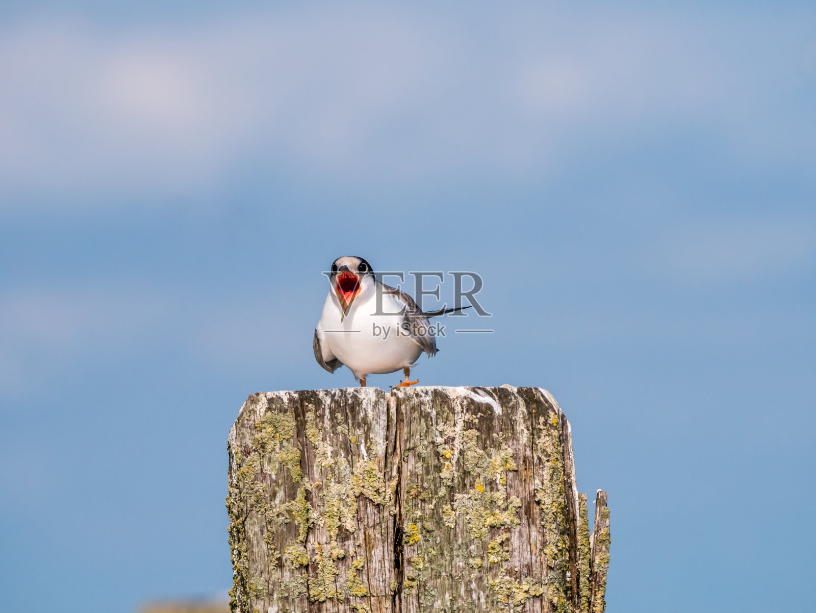 普通燕鸥幼鸟在木杆上乞讨食物荷兰照片摄影图片