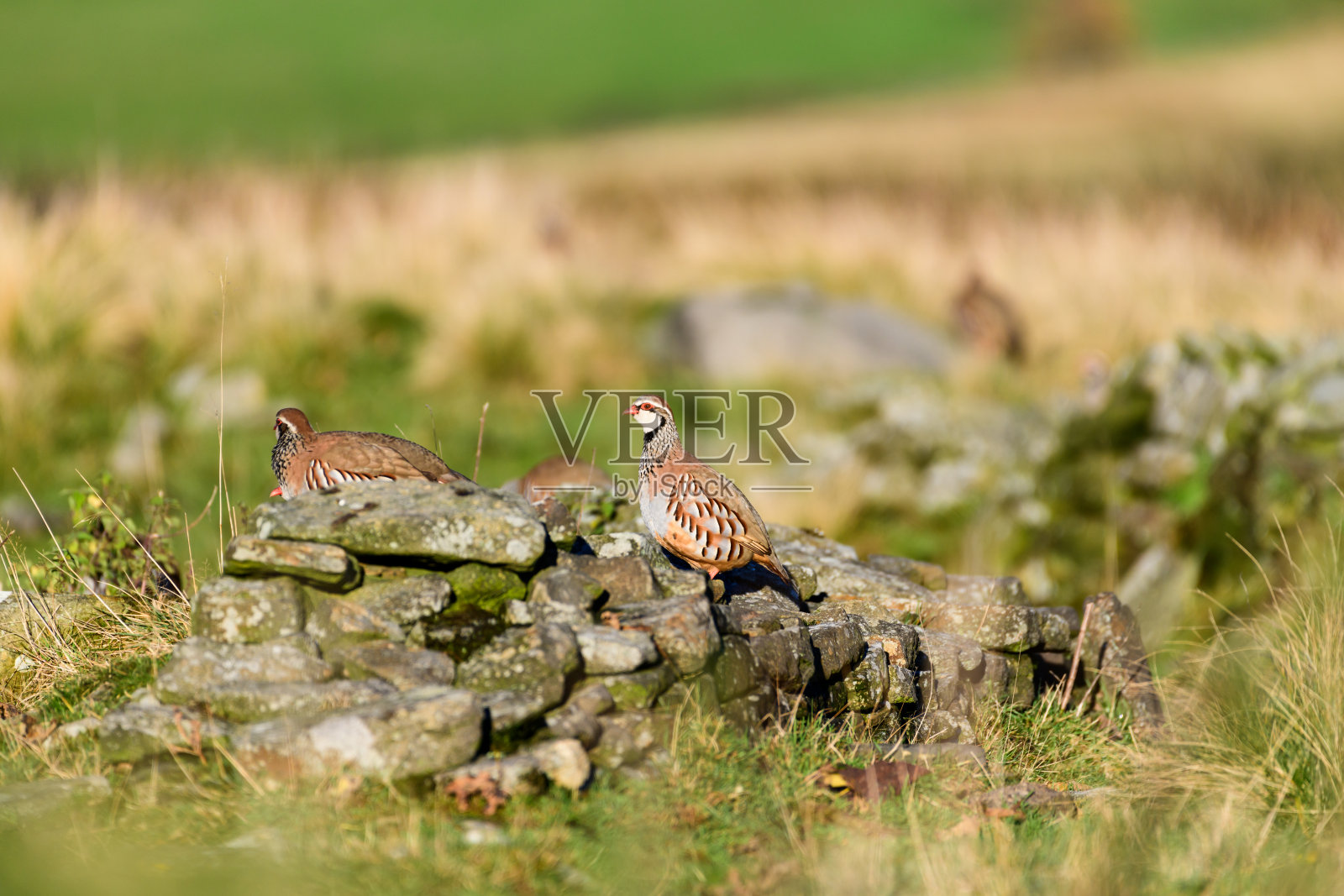 野生红腿鹧鸪，生活在英国约克郡沼泽地的芦苇和草的自然栖息地照片摄影图片