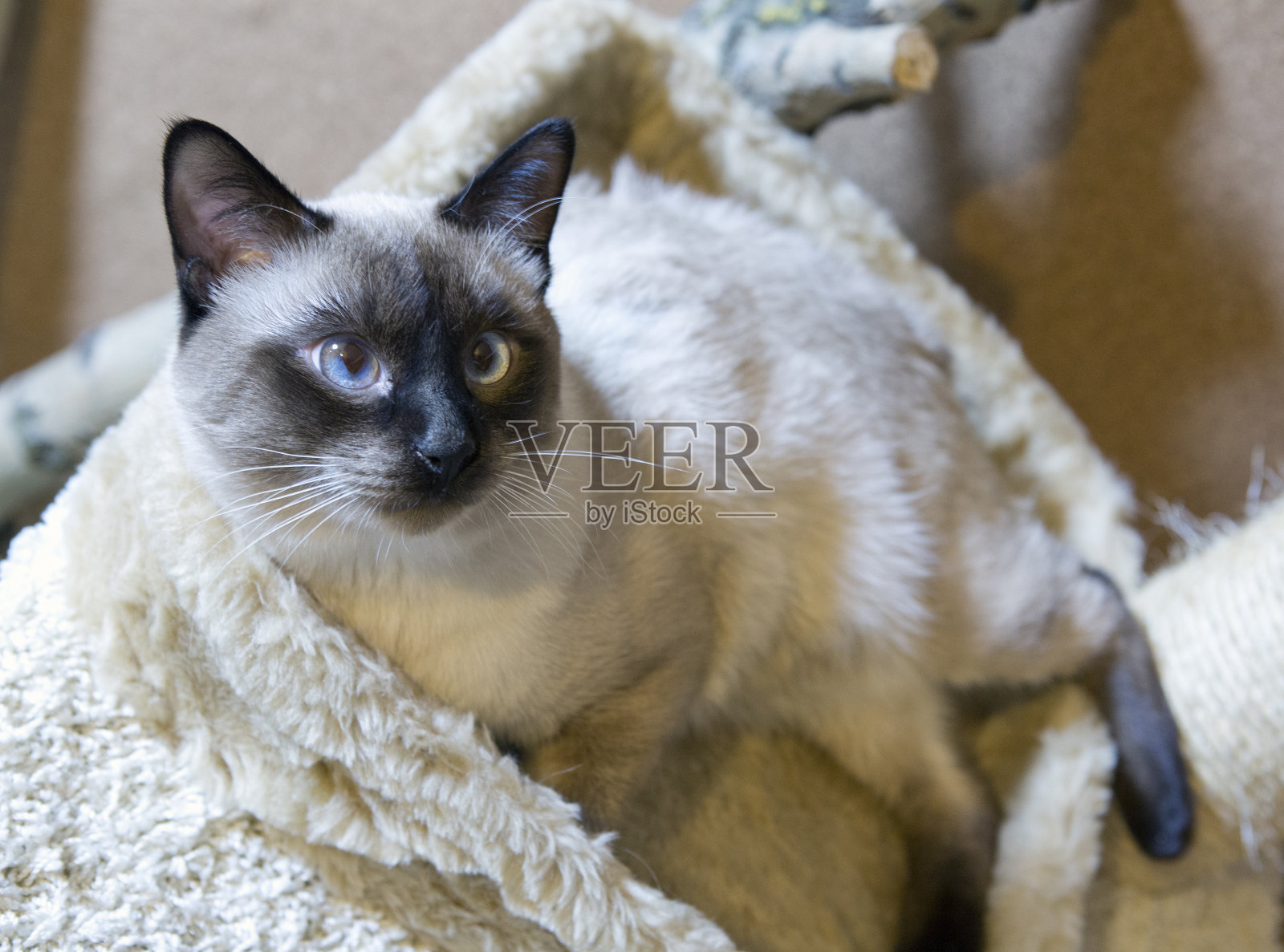 年轻的猫，暹罗东方集团照片摄影图片