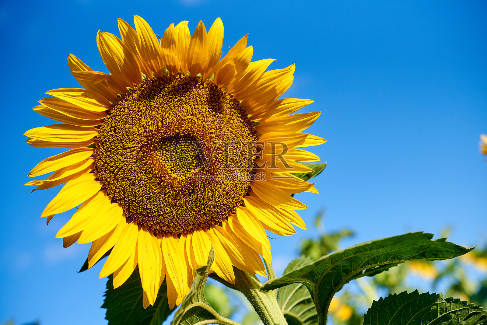 农田里盛开的向日葵花照片摄影图片