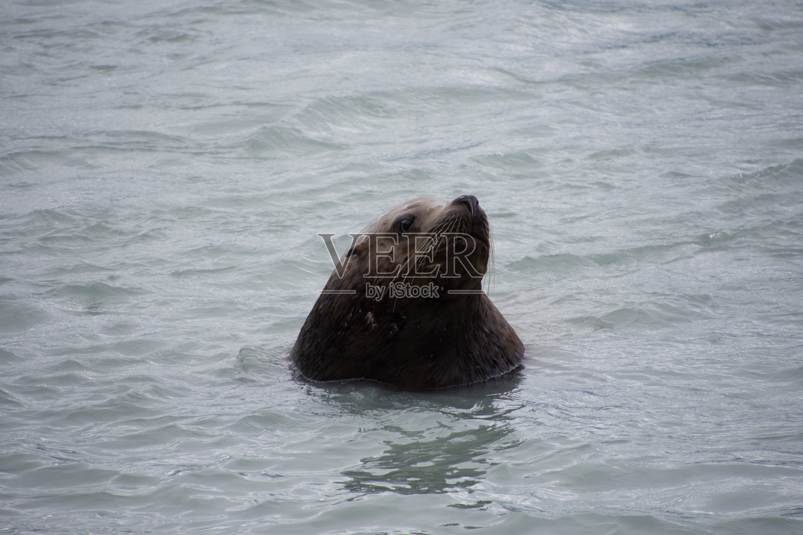 在阿拉斯加瓦尔迪兹附近的孵化场发现的海豹照片摄影图片