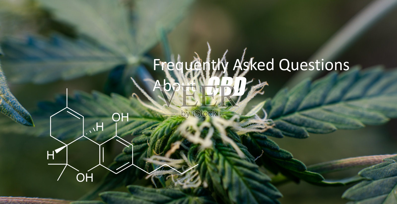 室内种植医用大麻特写。THC元素的标志照片摄影图片