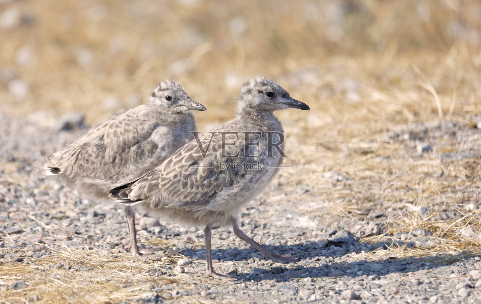 两只可爱的海鸥雏鸟在鹅卵石上行走的特写镜头(拉丁:海鸥科)照片摄影图片