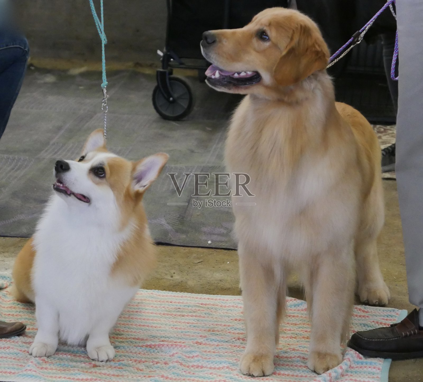 彭布罗克威尔士科基犬照片摄影图片