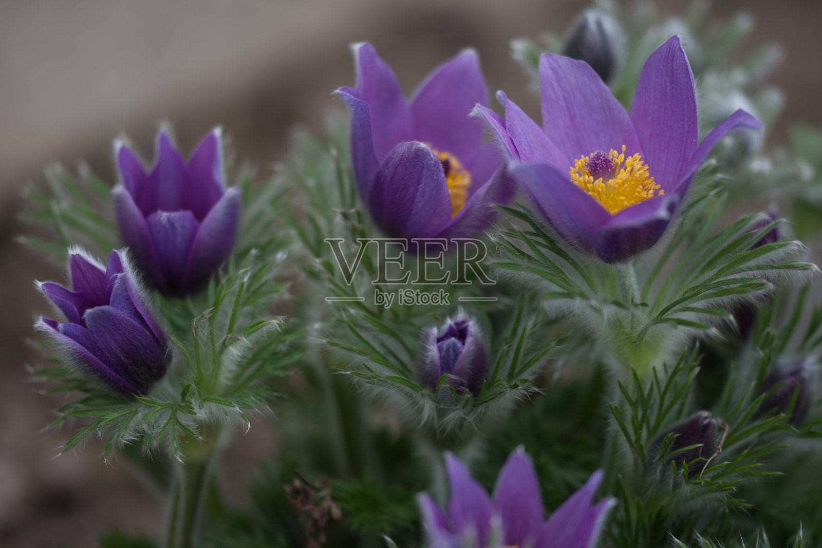蓝色白头翁的花朵照片摄影图片