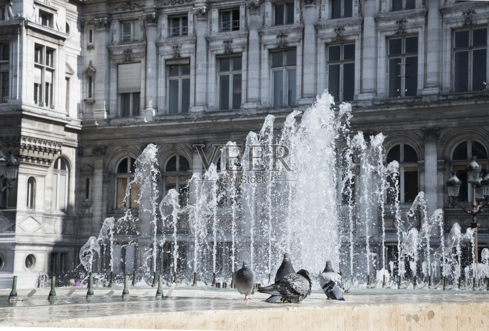 鸽子在巴黎的喷泉中漫步照片摄影图片