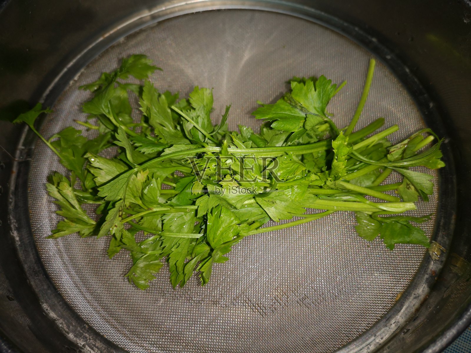 香菜，又名芫荽或西芹，是菊科一年生草本植物照片摄影图片