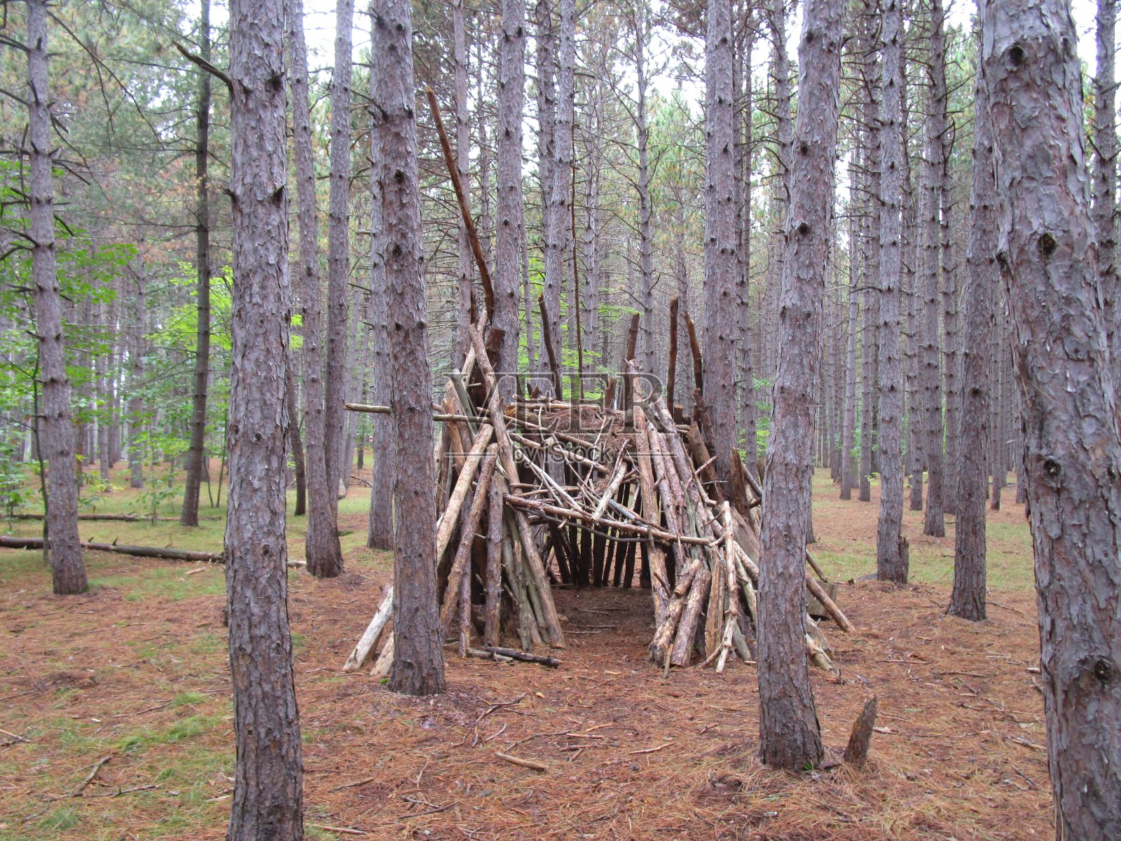 森林里的单坡屋照片摄影图片